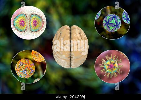 Infezioni cerebrali. Illustrazione al computer di microrganismi che causano encefalite e meningite. Foto Stock