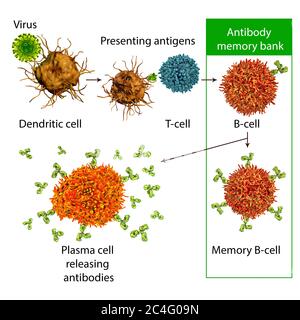 Meccanismi di difesa immunitaria contro i virus, illustrazione del computer. Le cellule dendritiche riconoscono i virus e presentano informazioni sui loro antigeni alle cellule T (linfociti T). Le cellule T forniscono informazioni sugli antigeni virali alle cellule B (linfociti B) che vengono trasformate in cellule B di memoria (conservano informazioni sul virus) e, in caso di attivazione, vengono trasformate in cellule di plasma che secernono anticorpi protettivi. Foto Stock