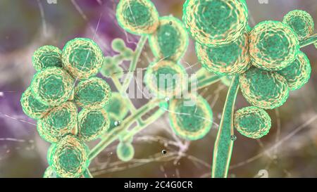 Illustrazione del fungo unicellulare (lievito) Candida ciferrii. C. ciferrii è un lievito resistente al fluconazolo recentemente emerso che è stato riportato ad un ritmo crescente come la causa della fungemia (infezione del sangue) e di altre micosi sistemiche in pazienti immunocompromessi. Foto Stock