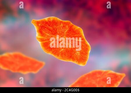 fluke fegato. Illustrazione computerizzata di un'aquilone di fegato adulto (Fasciola hepatica), un parassita di pecore, bovini e esseri umani. Gli esseri umani ingeriscono le larve di fluke Foto Stock