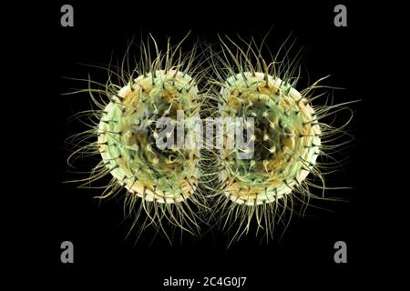 Meningite batterica (Neisseria meningitidis), illustrazione del computer. N. meningitidis sono diplococchi gram-negativi (batteri sferici disposti a coppie), trasmessi per via respiratoria. Nella maggior parte delle persone, causano infezioni asintomatiche o nasofaringite non grave, ma può anche causare meningite grave e infezione generalizzata (meningococcemia), in particolare nei bambini. La superficie dei batteri è ricoperta da pilli che svolgono un ruolo nell'attaccamento dei batteri alle cellule e alle superfici. Foto Stock