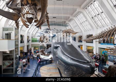 La Galleria dei mammiferi al Museo di Storia Naturale di Londra Foto Stock