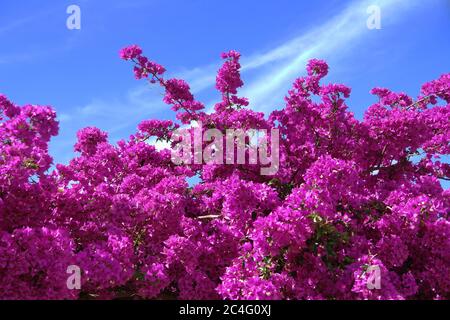 Fiori di Bougainvillea rosa (bougainvillea spectabilis) Foto Stock