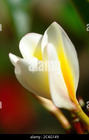 Fiore bianco di Plumeria (Frangipani flower) Foto Stock