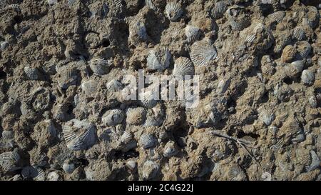 Tante conchiglie sulla roccia marina Foto Stock