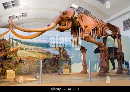 Scheletro di Mamuthus Columbi presso lo Utah Natural History Museum, l'Università dello Utah, Salt Lake City, Utah, USA, Nord America Foto Stock