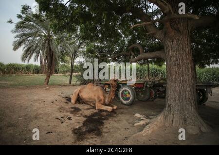 Cammello seduto sotto l'albero vicino al suo carrello a Moro, Sindh, Pakistan Foto Stock