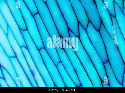 Foto microscopica di cellule di fiori di piante blu illuminate Foto Stock