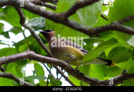 Cedar Waxwing Bird Foto Stock