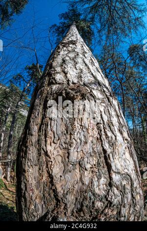 Corteccia di pino vicino a struttura. Selvicoltura, ornamentale. Corteccia di macro di pino. Bella pineta in estate. Foto Stock