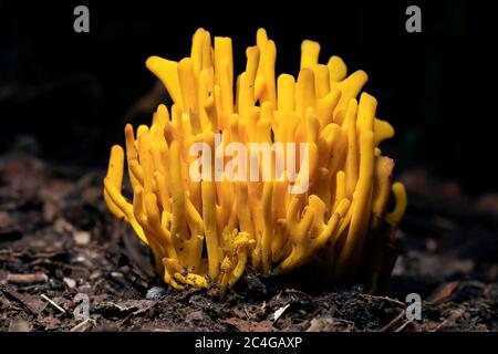 Mandrini d'oro (Clavulinopsis fusiformis) specie di fungo corallino - Brevard, Carolina del Nord, USA Foto Stock