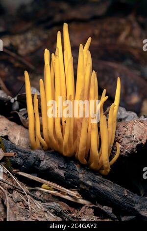 Mandrini d'oro (Clavulinopsis fusiformis) specie di fungo corallino - Brevard, Carolina del Nord, USA Foto Stock