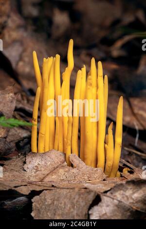 Mandrini d'oro (Clavulinopsis fusiformis) specie di fungo corallino - Brevard, Carolina del Nord, USA Foto Stock