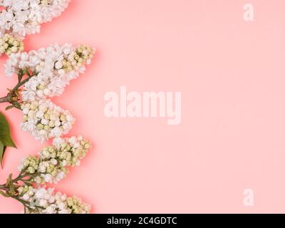 Lilla bianca su sfondo rosa. La vista dall'alto. Foto Stock