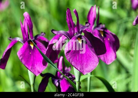 Iris giapponese ensata fiore giugno iris Foto Stock