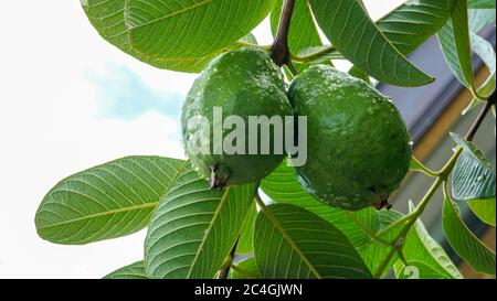 Primo piano di frutta guava che sta crescendo sull'albero Foto Stock