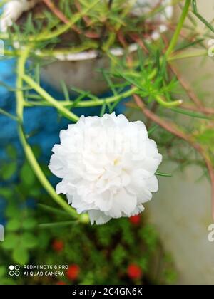 questo è il mio fiore di casa, la bellezza di casa, l'amore della natura Foto Stock