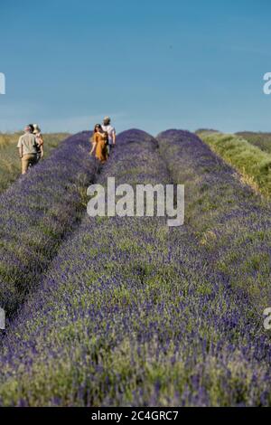 Hitchin, Regno Unito. 26 giugno 2020 nella foto: Attrazione turistica, Hitchin Lavender apre al pubblico un mese più tardi del solito a causa della crisi COVID. Ai visitatori viene chiesto di prenotare in anticipo e di applicare la distanza sociale tra le miglia di lavanda nei campi. Credit: Notizie dal vivo su Rich Dyson/Alamy Foto Stock