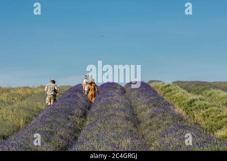 Hitchin, Regno Unito. 26 giugno 2020 nella foto: Attrazione turistica, Hitchin Lavender apre al pubblico un mese più tardi del solito a causa della crisi COVID. Ai visitatori viene chiesto di prenotare in anticipo e di applicare la distanza sociale tra le miglia di lavanda nei campi. Credit: Notizie dal vivo su Rich Dyson/Alamy Foto Stock