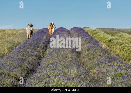 Hitchin, Regno Unito. 26 giugno 2020 nella foto: Attrazione turistica, Hitchin Lavender apre al pubblico un mese più tardi del solito a causa della crisi COVID. Ai visitatori viene chiesto di prenotare in anticipo e di applicare la distanza sociale tra le miglia di lavanda nei campi. Credit: Notizie dal vivo su Rich Dyson/Alamy Foto Stock