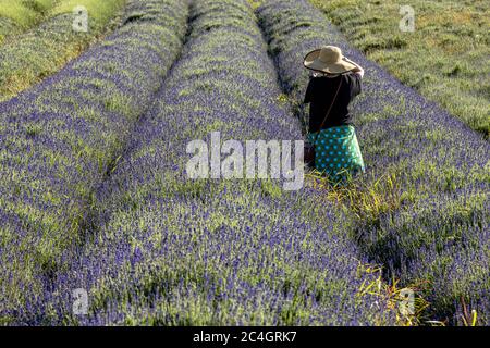 Hitchin, Regno Unito. 26 giugno 2020 nella foto: Attrazione turistica, Hitchin Lavender apre al pubblico un mese più tardi del solito a causa della crisi COVID. Ai visitatori viene chiesto di prenotare in anticipo e di applicare la distanza sociale tra le miglia di lavanda nei campi. Credit: Notizie dal vivo su Rich Dyson/Alamy Foto Stock