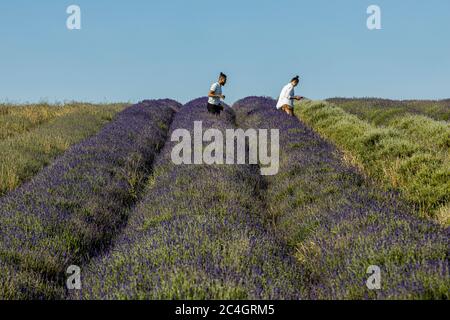 Hitchin, Regno Unito. 26 giugno 2020 nella foto: Attrazione turistica, Hitchin Lavender apre al pubblico un mese più tardi del solito a causa della crisi COVID. Ai visitatori viene chiesto di prenotare in anticipo e di applicare la distanza sociale tra le miglia di lavanda nei campi. Credit: Notizie dal vivo su Rich Dyson/Alamy Foto Stock