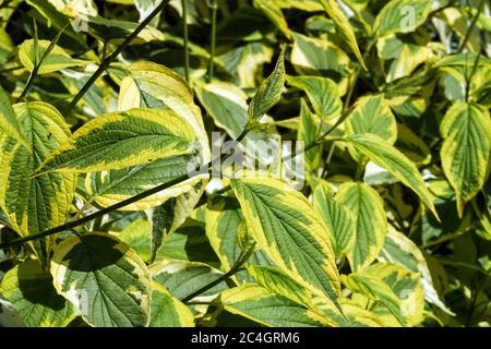 Dogwood rosso di legno di osier Cornus alba 'hedgerows Gold' Foto Stock