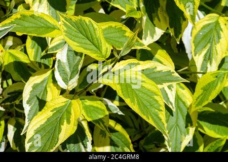 Dogwood rosso di chiodo Cornus sericea 'hedgerows Gold' Foto Stock