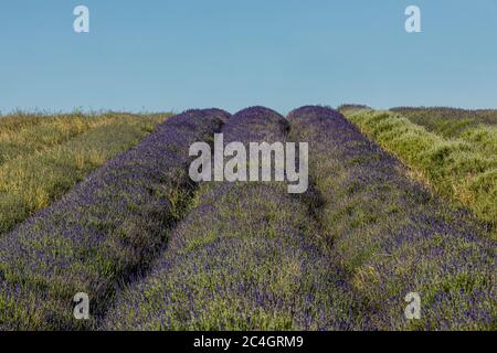 Hitchin, Regno Unito. 26 giugno 2020 nella foto: Attrazione turistica, Hitchin Lavender apre al pubblico un mese più tardi del solito a causa della crisi COVID. Ai visitatori viene chiesto di prenotare in anticipo e di applicare la distanza sociale tra le miglia di lavanda nei campi. Credit: Notizie dal vivo su Rich Dyson/Alamy Foto Stock