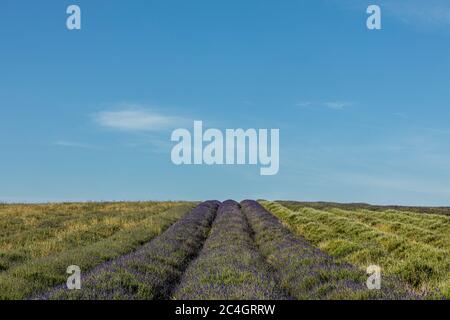 Hitchin, Regno Unito. 26 giugno 2020 nella foto: Attrazione turistica, Hitchin Lavender apre al pubblico un mese più tardi del solito a causa della crisi COVID. Ai visitatori viene chiesto di prenotare in anticipo e di applicare la distanza sociale tra le miglia di lavanda nei campi. Credit: Notizie dal vivo su Rich Dyson/Alamy Foto Stock