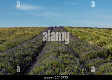 Hitchin, Regno Unito. 26 giugno 2020 nella foto: Attrazione turistica, Hitchin Lavender apre al pubblico un mese più tardi del solito a causa della crisi COVID. Ai visitatori viene chiesto di prenotare in anticipo e di applicare la distanza sociale tra le miglia di lavanda nei campi. Credit: Notizie dal vivo su Rich Dyson/Alamy Foto Stock