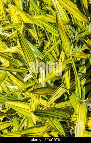 Porciglione Verde Bamboo Pleioblastus viridistriatus Auricoma Foto Stock