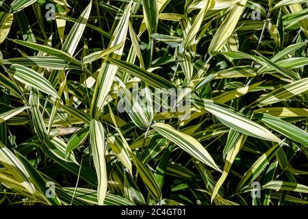 Nano Whitestripe Bamboo Pleioblastus fortunei Foto Stock