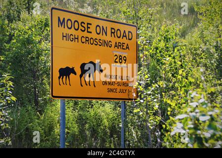 Moose Danger segno su autostrada dove le automobili e Moose sono colpiti e uccisi ad un tasso molto elevato ogni anno nella zona di Mat-su dell'Alaska Foto Stock