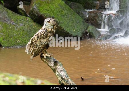 Gufo di aquila (bubo bubo di Bubo) Foto Stock
