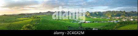 MoC Chau tea Hill, Son la provincia, Vietnam - Panoramica di Moc Chau tea Hill in Son la provincia, Vietnam vista dall'alto Foto Stock
