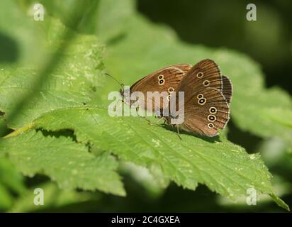 Due belle farfalle di ringlet, Aphantopus iperantus, arroccati su una foglia. Foto Stock