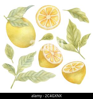 Acquerello insieme di limoni e foglie su sfondo chiaro. Immagine acquerello brillante. Foto Stock