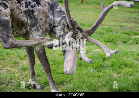 Renna modellante con antlers vellutato testa graffiante con zoccolo in estate giorno Foto Stock