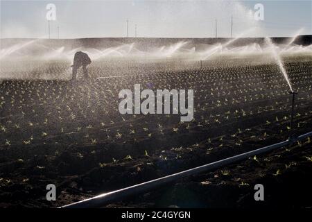 Farm Day lavoratore di lavoro per la fissazione di spruzzatori d'acqua nel campo di nuova piantagione di lattuga, lavoro a mano da parte dell'uomo messicano durante la siccità per alimentare l'America Foto Stock