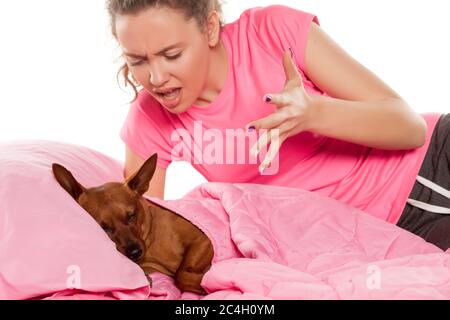 ragazza nervosa gridando al suo cane piccolo che sta dormendo nel suo letto Foto Stock