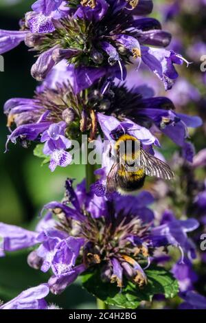 Bumblebee su fiore Nepeta subsessilis 'Laufen' Foto Stock