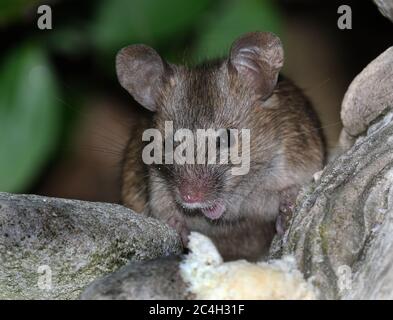 Alimentazione del mouse in giardino urbano vicino alla trappola. Foto Stock