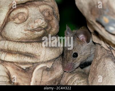 Alimentazione del mouse in giardino urbano vicino alla trappola. Foto Stock