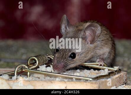 Alimentazione del mouse in giardino urbano vicino alla trappola. Foto Stock