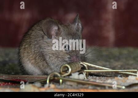 Alimentazione del mouse in giardino urbano vicino alla trappola. Foto Stock