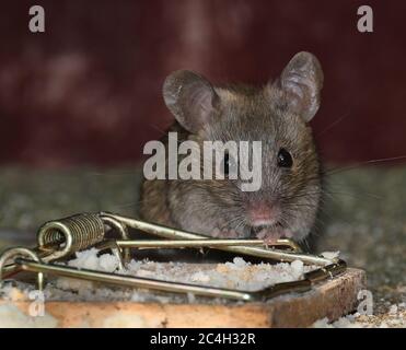 Alimentazione del mouse in giardino urbano vicino alla trappola. Foto Stock