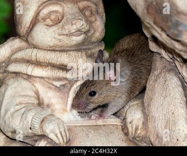 Alimentazione del mouse in giardino urbano vicino alla trappola. Foto Stock