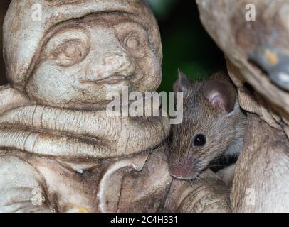 Alimentazione del mouse in giardino urbano vicino alla trappola. Foto Stock