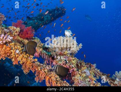 Relitto sottomarino coperto di colorata barriera corallina e due pesci di Tang Sailfin Foto Stock